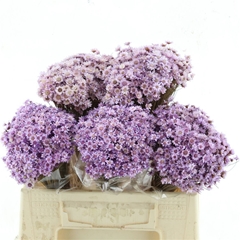 Droogbl Bewerkt H% 50cm 50gram
