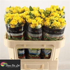 R Tr Yellow Babe 70cm 55+