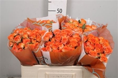R Tr Ariya 50cm 55+