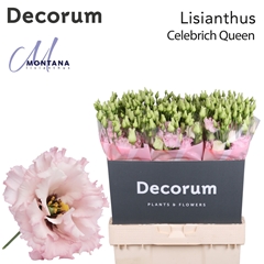Eus G Celeb Queen 70cm