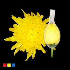 Chr G Stravin Klb H% 70cm