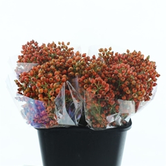 Rosa Mag Orange Fame 55cm
