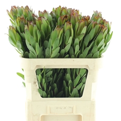 Leucad Safari Goldst 80cm