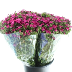 Di Barb Am Neon Cher 55cm 24