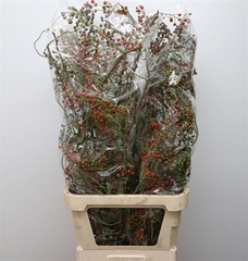 Rosa Corallo 110cm