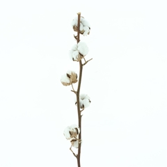 Gossypium Wit 55cm