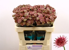Astr Roma 50cm 33