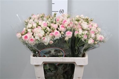 R Tr Mimi Eden 60cm 65+