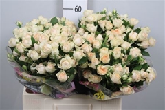 R Tr Sancerre 60cm 65+