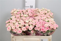 R Tr Creamy Twister 50cm 55+