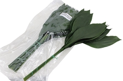 Aspidistra E Per Bunch 80cm