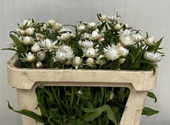 Helichrysum Ov Wit