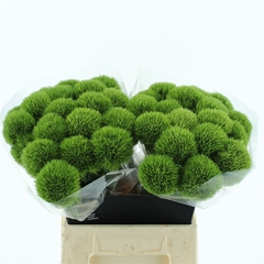Di Barb. Green Trick 45cm 24