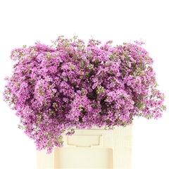 Chame Uncinatum Ov 60cm 75gram 23