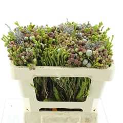 Protea Per Bunch 3 Punt 50cm