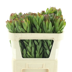 Leucad Safari Goldst 70cm
