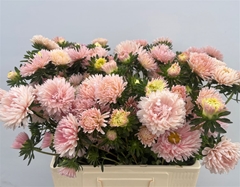 Callis Other 60cm