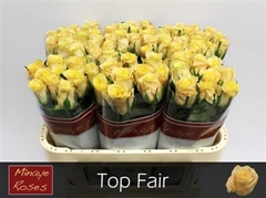 R Gr Top Fair! 70cm