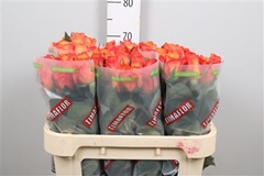 R Gr Confidential 70cm