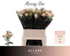 R Tr Morning Star 80cm 85+