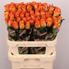 R Gr Tycoon 80cm