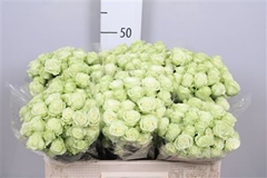 R Tr Green Glow 50cm 55+