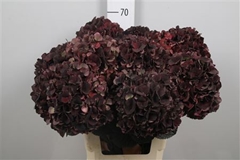 Hydr M Mag D Ruby Cl 65cm 20cm Ø