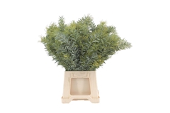Acacia (MIMOSA) Bs 60cm 200gram