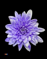 Chr T Baltica Lilac + Satin