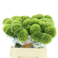 Di Barb Kiwi Mellow 40cm 23