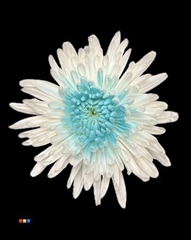 Chr G Ana White + Light Blue