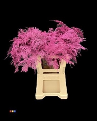 Asp Colortreated 65cm