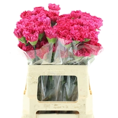 Di St Bach 55cm 23