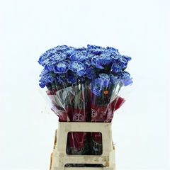 Di St Ov Klb 21% 70cm 23