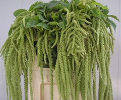 Amar Ca Viridis 90cm