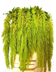 Amar Hang Green Spider 80cm