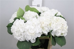 Hydr M Royal Princes 60cm 18cm Ø