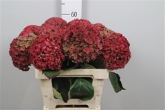 Hydr M Roy Anasta Cl 60cm 20cm Ø