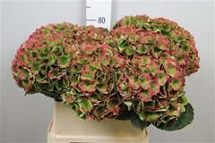 Hydr M Mag Opal Clas 80cm 24cm Ø