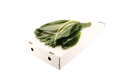 Aspidistra E Per Bunch 70cm