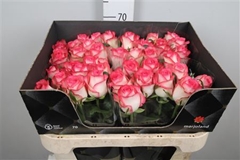 R Gr Jumilia 70cm