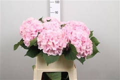 Hydr Macr Verena 80cm 21cm Ø