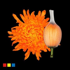 Chr G Stravin Klb H% 70cm