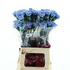 Di St Ov Klb 21% 60cm 23