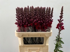 Antir Potomac Red 80cm