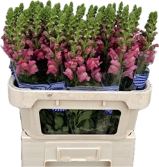 Antir Avignon Rose 75cm