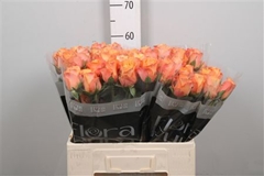R Gr Satsuma 60cm