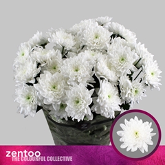 Chr T Pina Colada 70cm 125gram