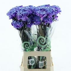Di St Ov Klb 21% 70cm 23