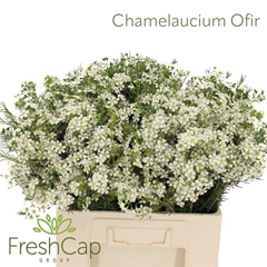 Chame Un Ofir 60cm 35gram 34